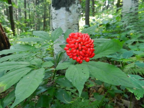 通化人參產(chǎn)業(yè)上半年綜合產(chǎn)值突破200億元，西洋參成重要增長點