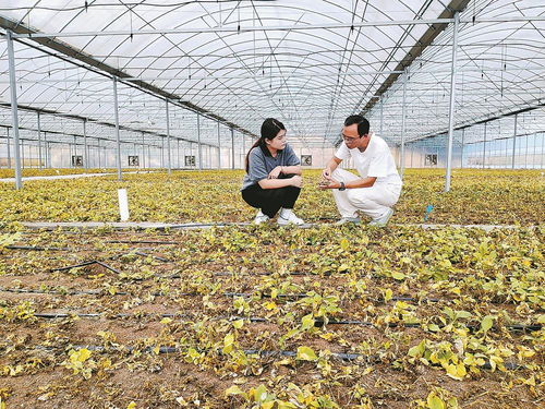 柘榮注入科技，一根參茁壯成長(zhǎng) 西洋參產(chǎn)業(yè)的現(xiàn)代轉(zhuǎn)型