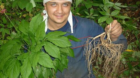 長(zhǎng)白山人參 地理標(biāo)志產(chǎn)品與15秒西洋參的科學(xué)解讀