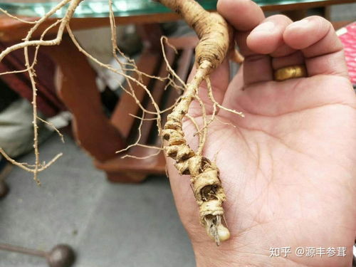 野山參、種植人參與黑參 三者之別與產品解析